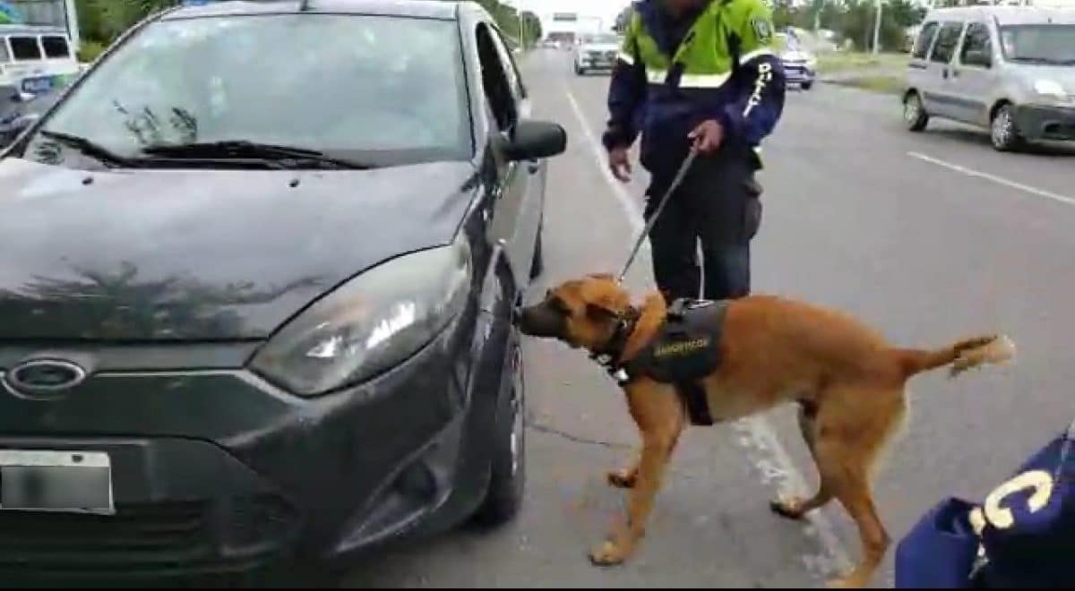 Un perro detectó droga que estaba oculta en el motor de un automóvil