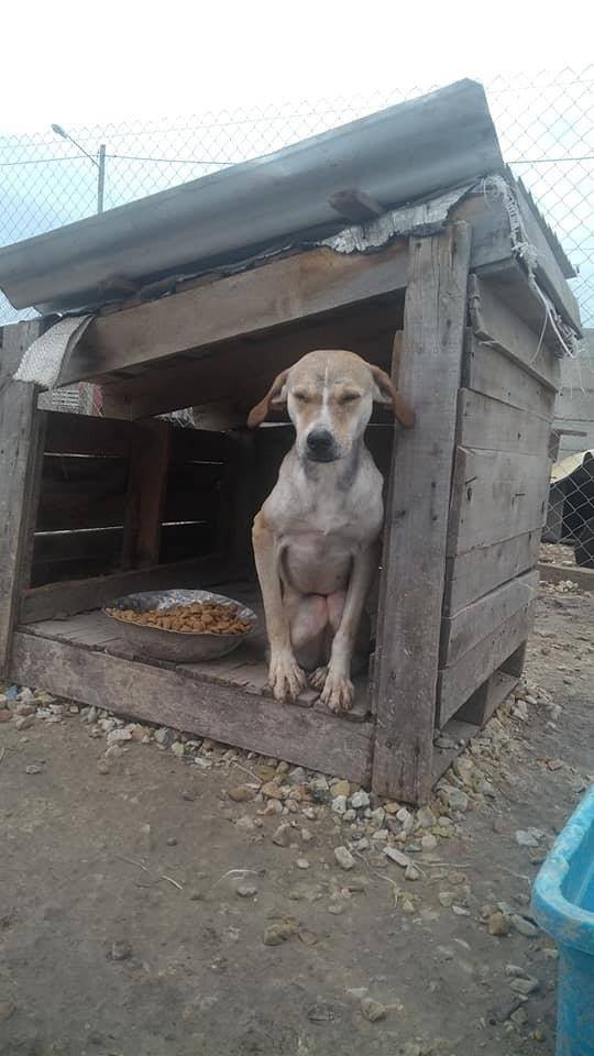 Contundente rechazo a la creación de un Refugio Municipal de ...