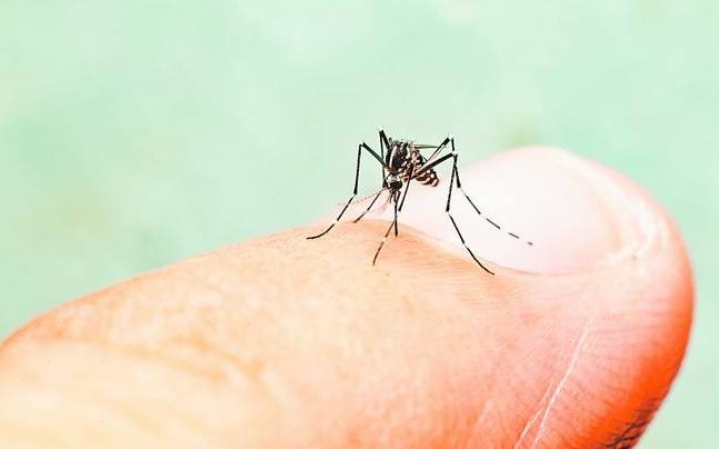 Dengue: advierten sobre la presencia de mosquitos antes de la llegada del verano