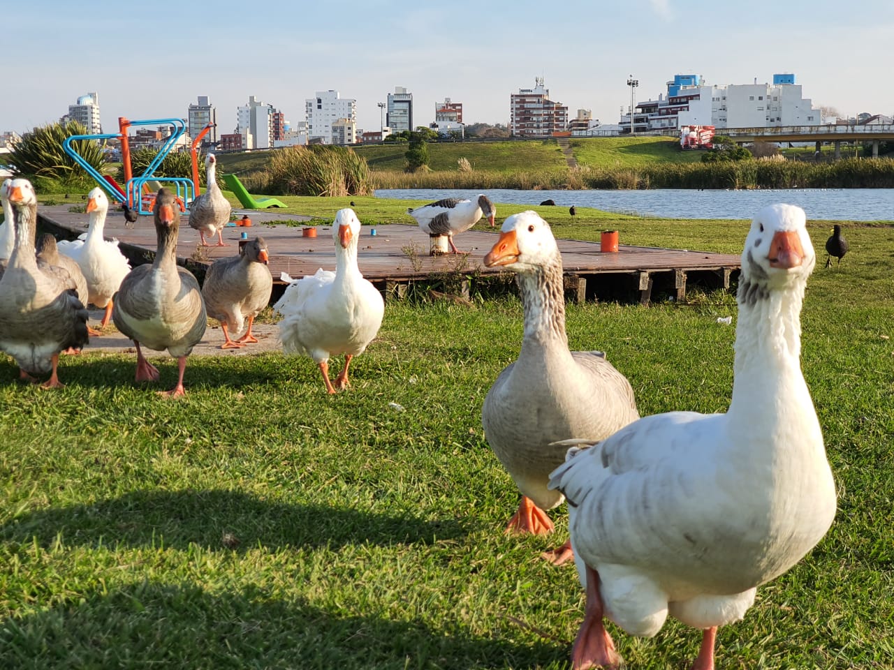 Las aves "coparon" el sector de lagunas de Punta Mogotes