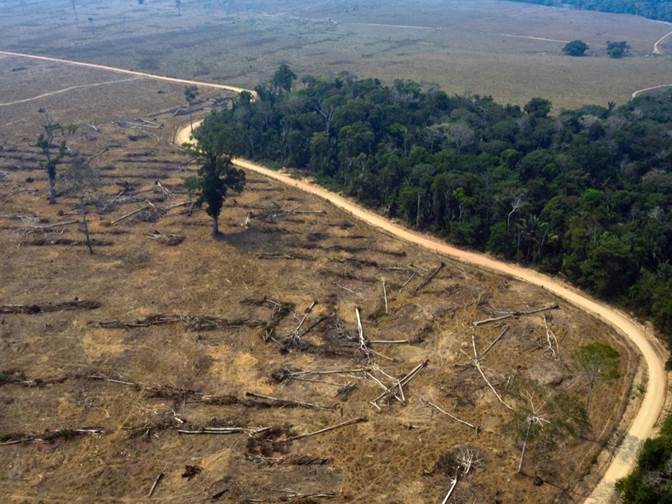 Arquitectos preocupados por la deforestación en Mar del Plata