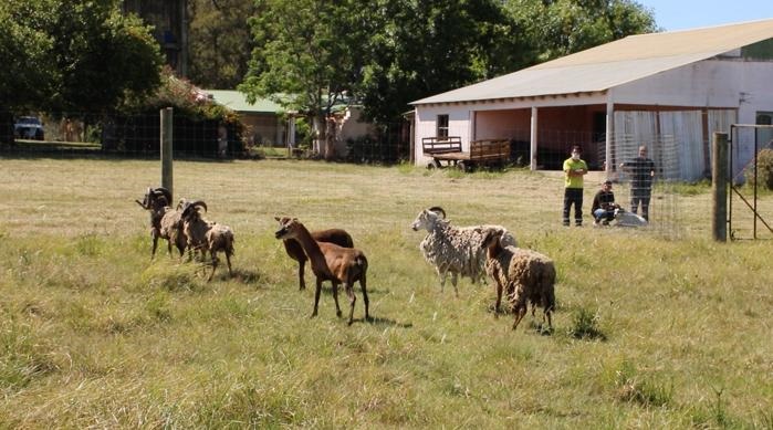 Trasladan a un santuario de Entre Ríos a 300 animales cautivos hallados en Balcarce