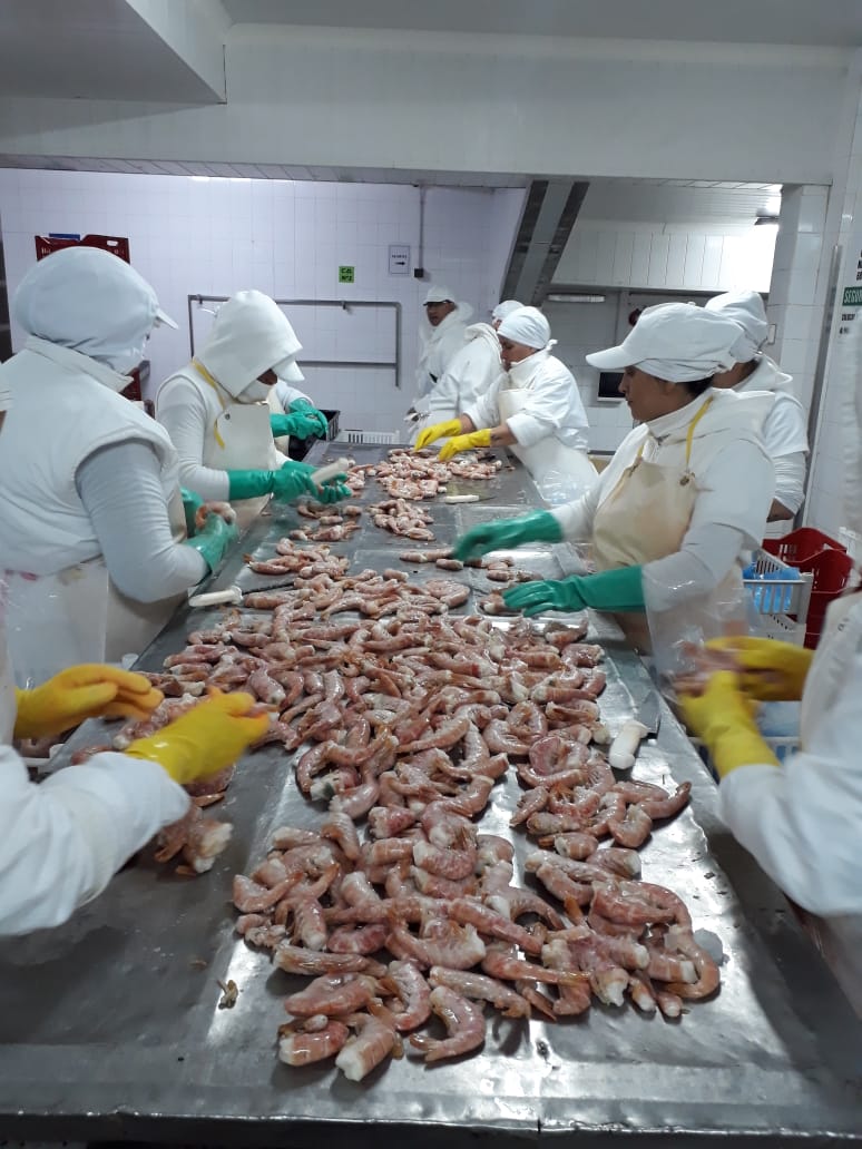 Satisfacción del sector pesquero por el acuerdo comercial con Brasil para exportar langostinos
