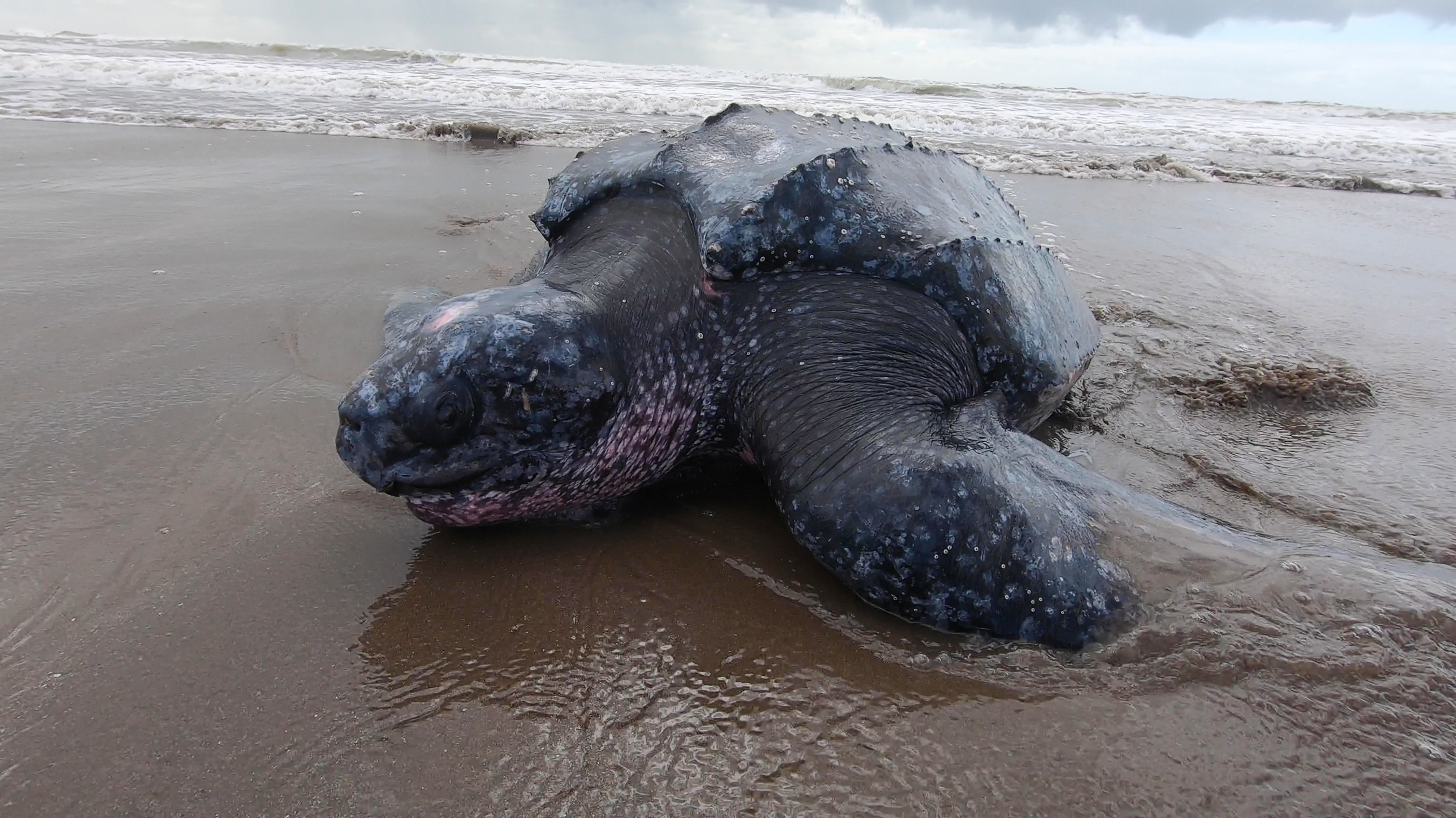 Operativo mar adentro: regresan al mar una tortuga laúd rescatada de más de 200 kilos