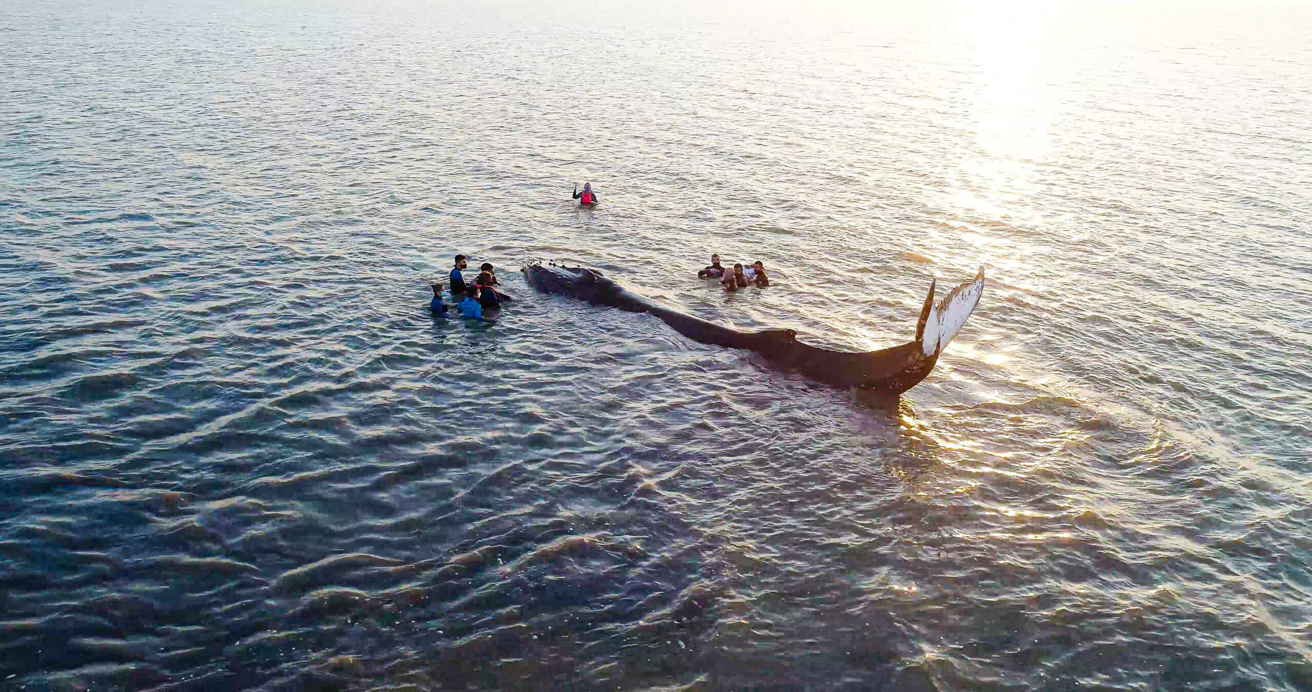 Alerta por el aumento de varamientos de ballenas jorobadas en la región