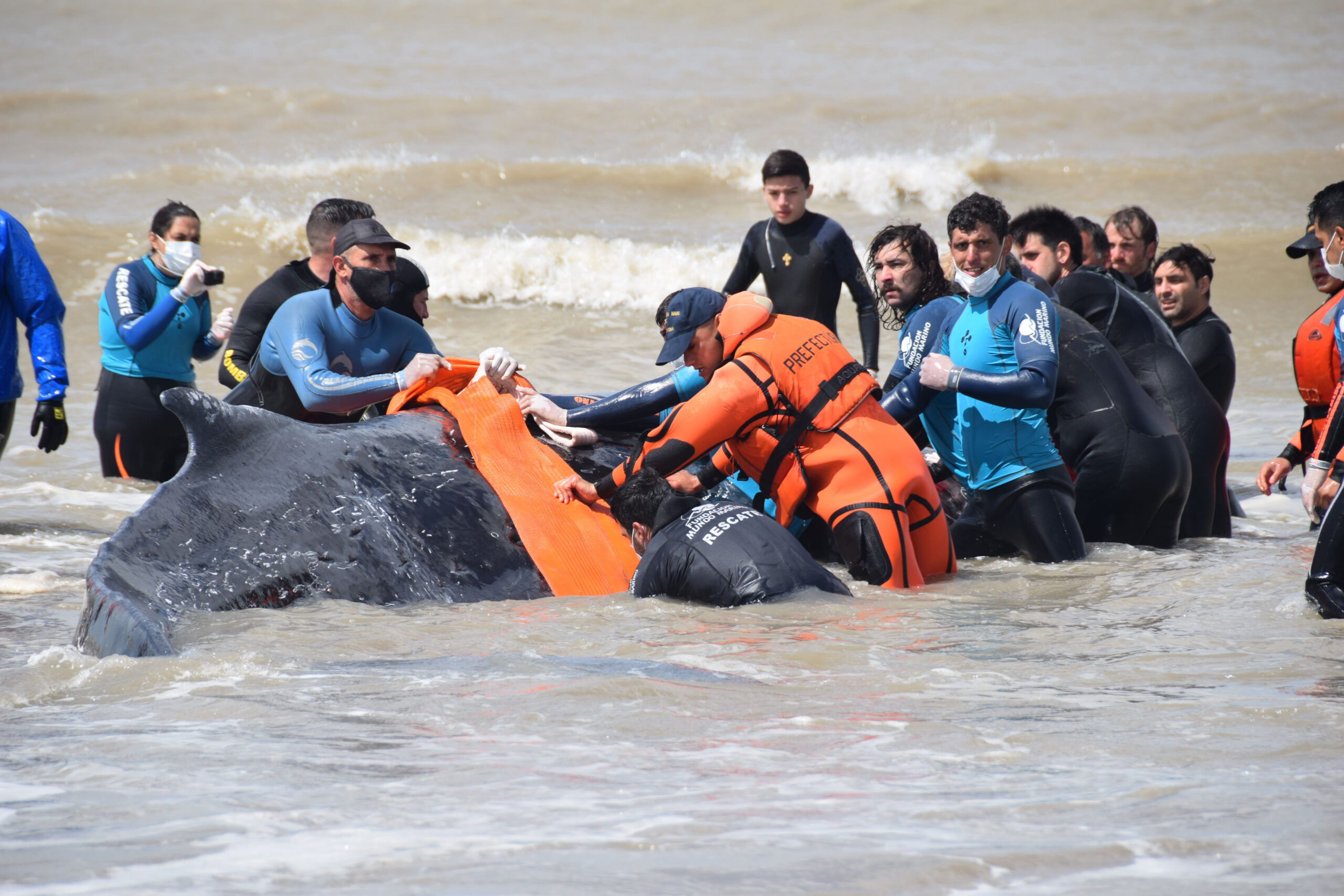 En menos de 48 horas logran salvar a dos ballenas varadas en la costa bonaerense