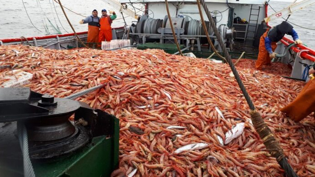 Cámaras pesqueras de Mar del Plata repudiaron críticas del Gobernador de Chubut