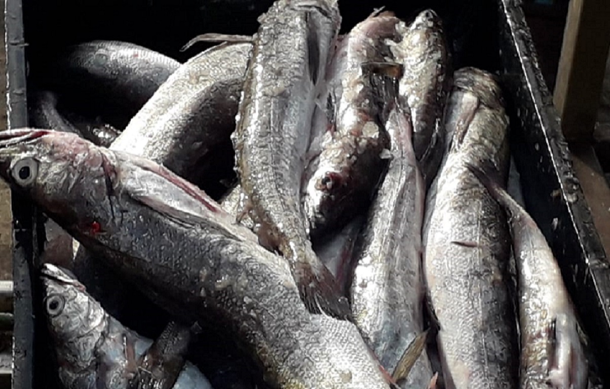 El Gobierno destrabó obstáculos aduaneros para la exportación de pescados y langostinos a Brasil
