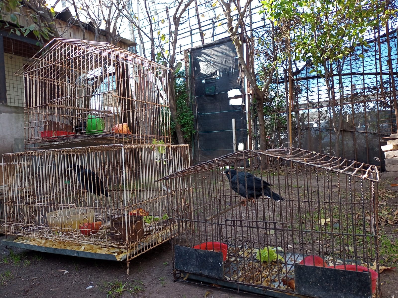 La Policía Federal rescató más de 80 aves autóctonas en cautiverio