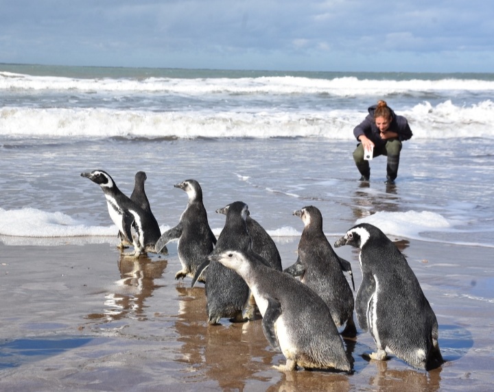 Diez pingüinos magallánicos fueron reinsertados al mar