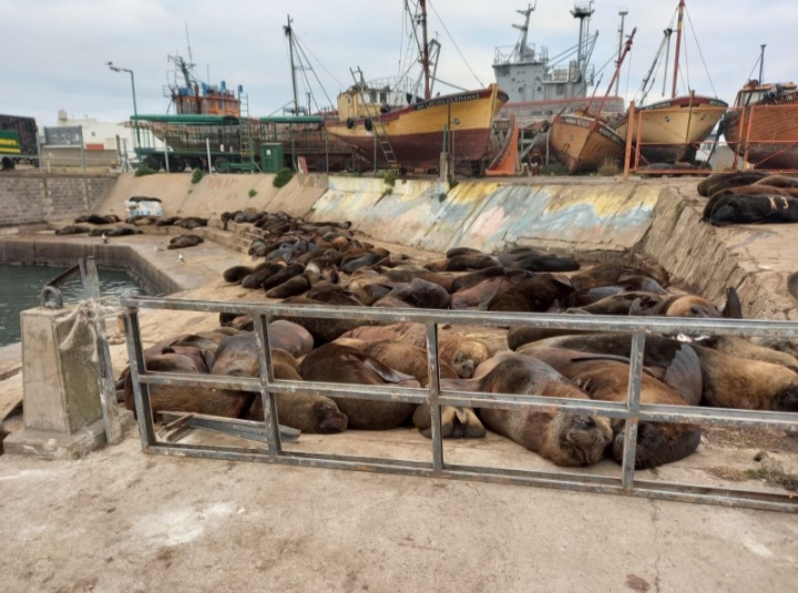 Aseguran que los lobos marinos no afectan áreas operativas en la Banquina Chica