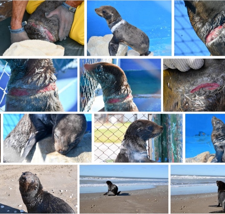 Preocupación por la fauna marina afectada por redes de pesca y plásticos en costas bonaerenses