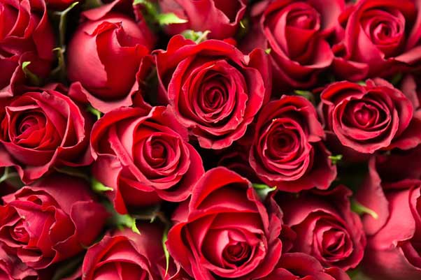 Rosas