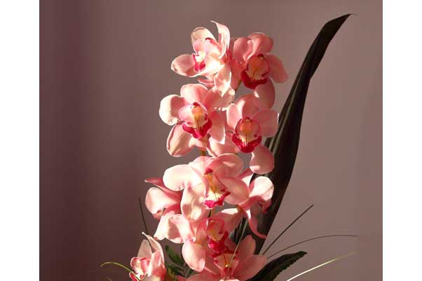orquideas