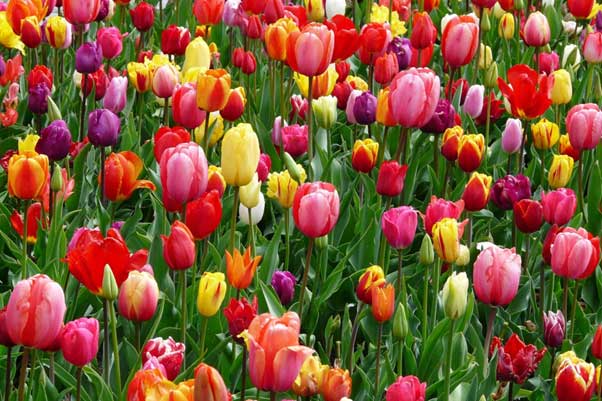 tulipanes