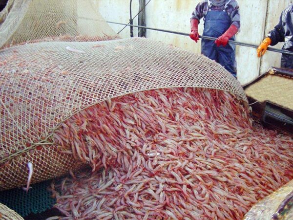 Langostino: El desafío de revivir un negocio que le vuelva a servir a todos