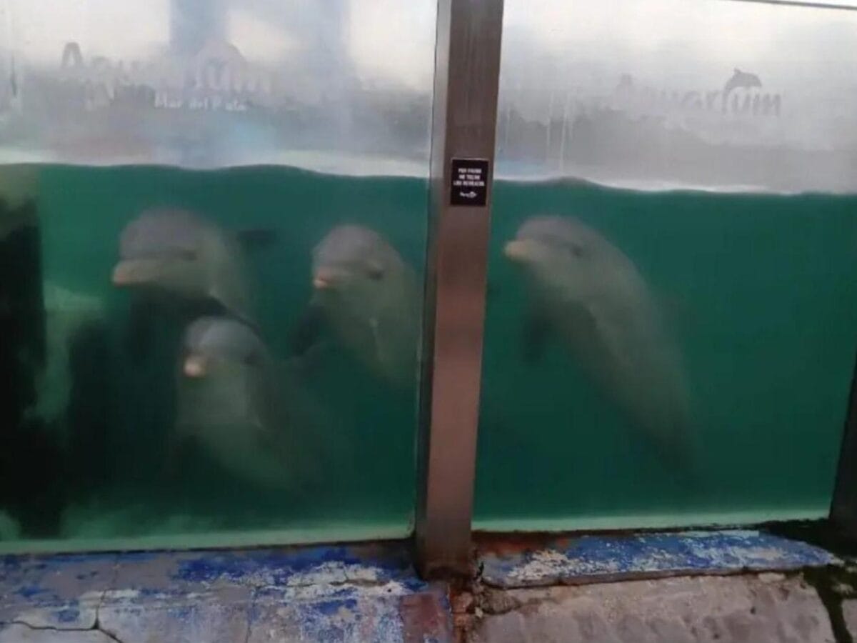 El Municipio otra vez tarde. Delfines en peligro