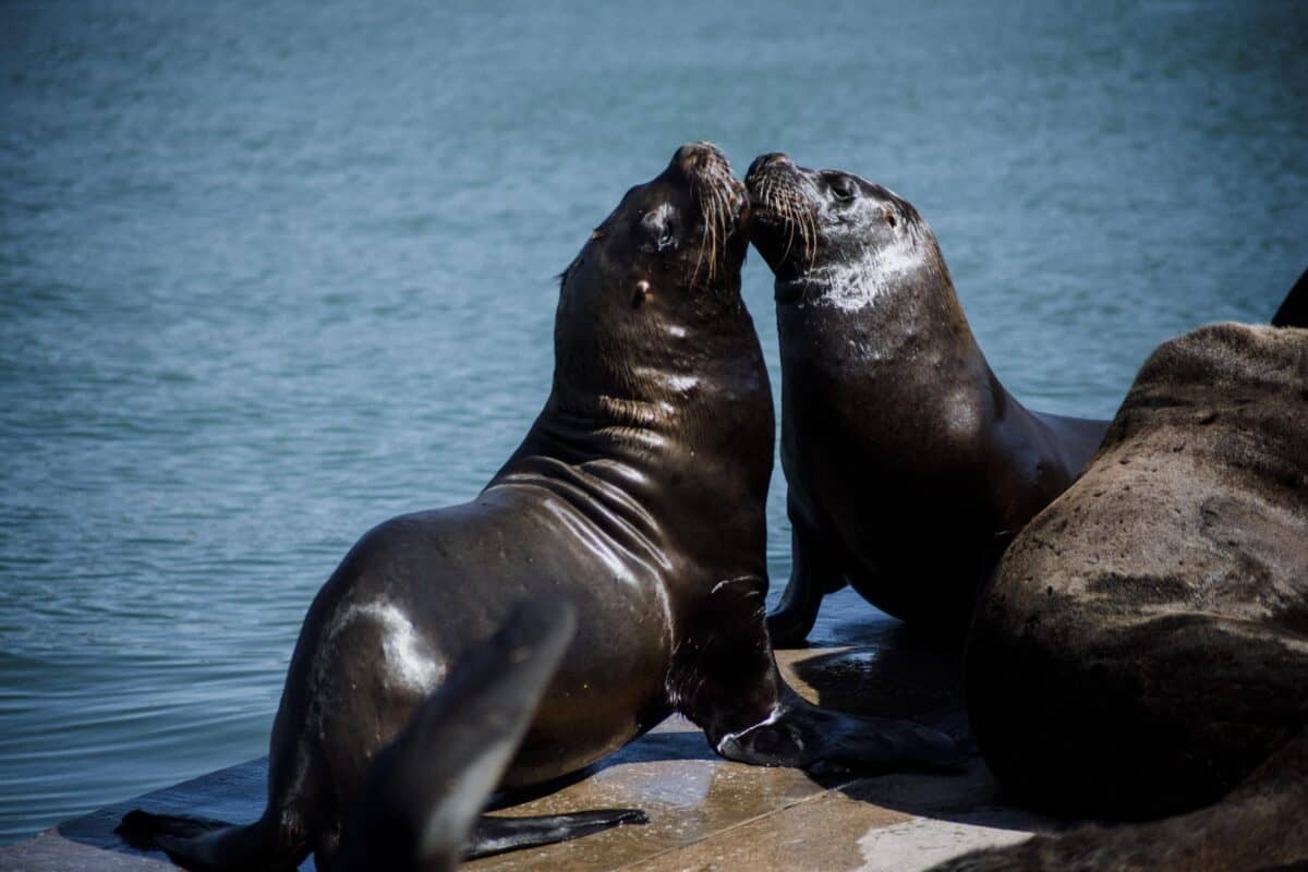 Últimos días para participar del concurso fotográfico “Mar del Plata Viva”