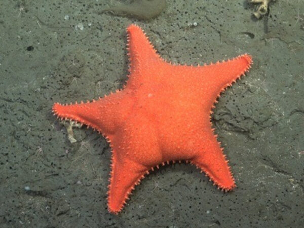 La Provincia inaugura la muestra “Vidas submarinas – Ciencia, arte y soberanía” en el Museo MAR