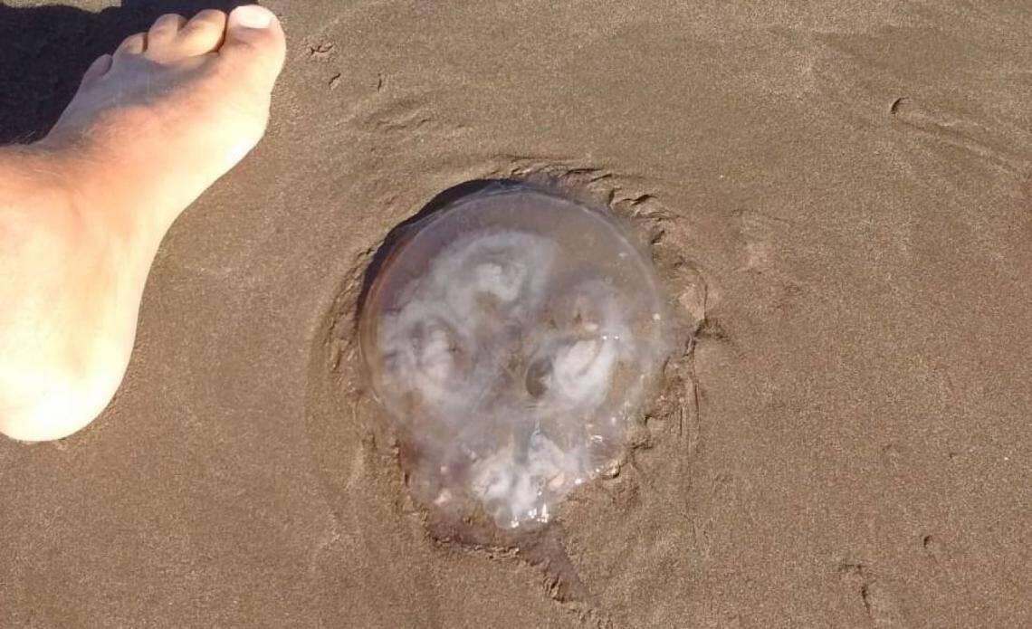 Medusas en Mar del Plata: el mar más caliente el motivo de su aparición