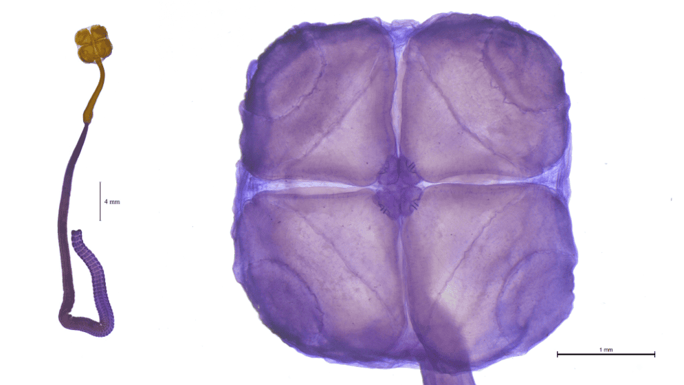 Especialistas marplatenses descubren una nueva especie y son reconocidos mundialmente por el hallazgo