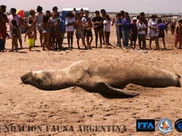 Polémica por un proyecto “cajoneado”: fuerte denuncia de la Fundación Fauna Argentina