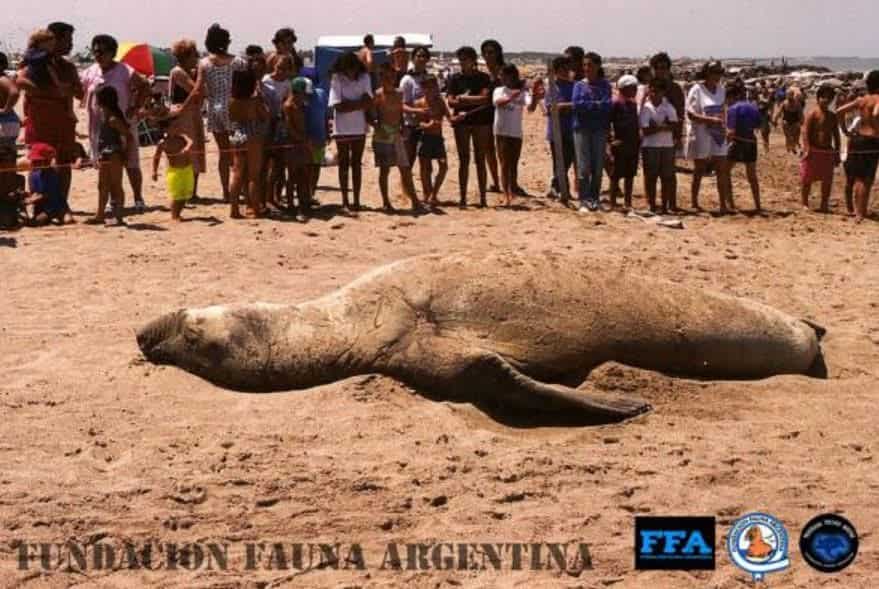 Polémica por un proyecto “cajoneado”: fuerte denuncia de la Fundación Fauna Argentina