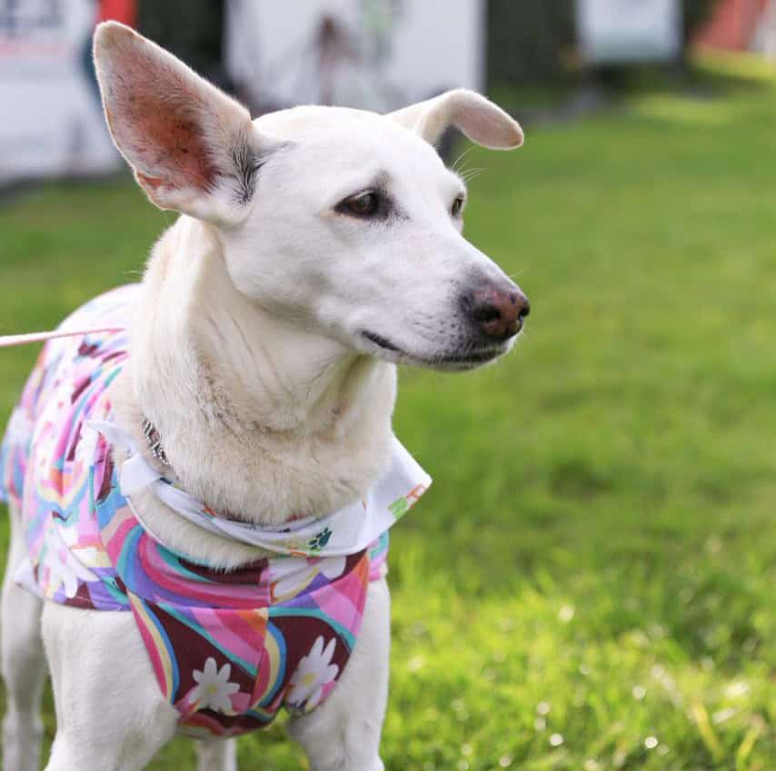 Se viene la 4° edición de la Pet Run Palestra: deporte, familia y solidaridad perruna
