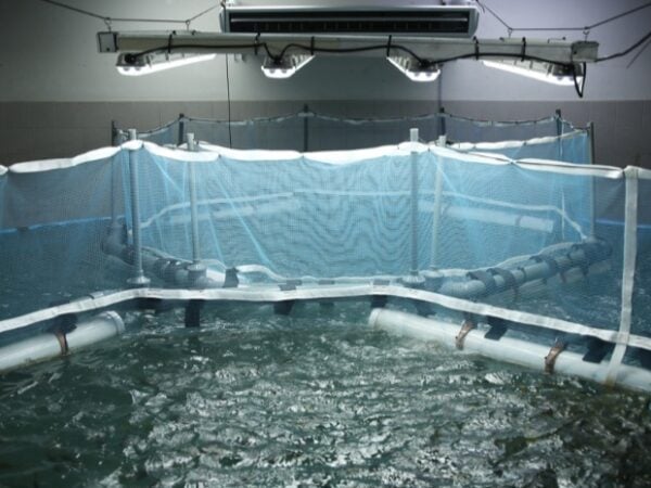 INIDEP logra un hito histórico en la producción masiva de juveniles de pez limón