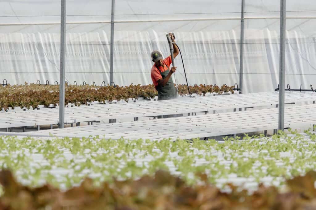 El Municipio impulsa la producción hidropónica como modelo sostenible