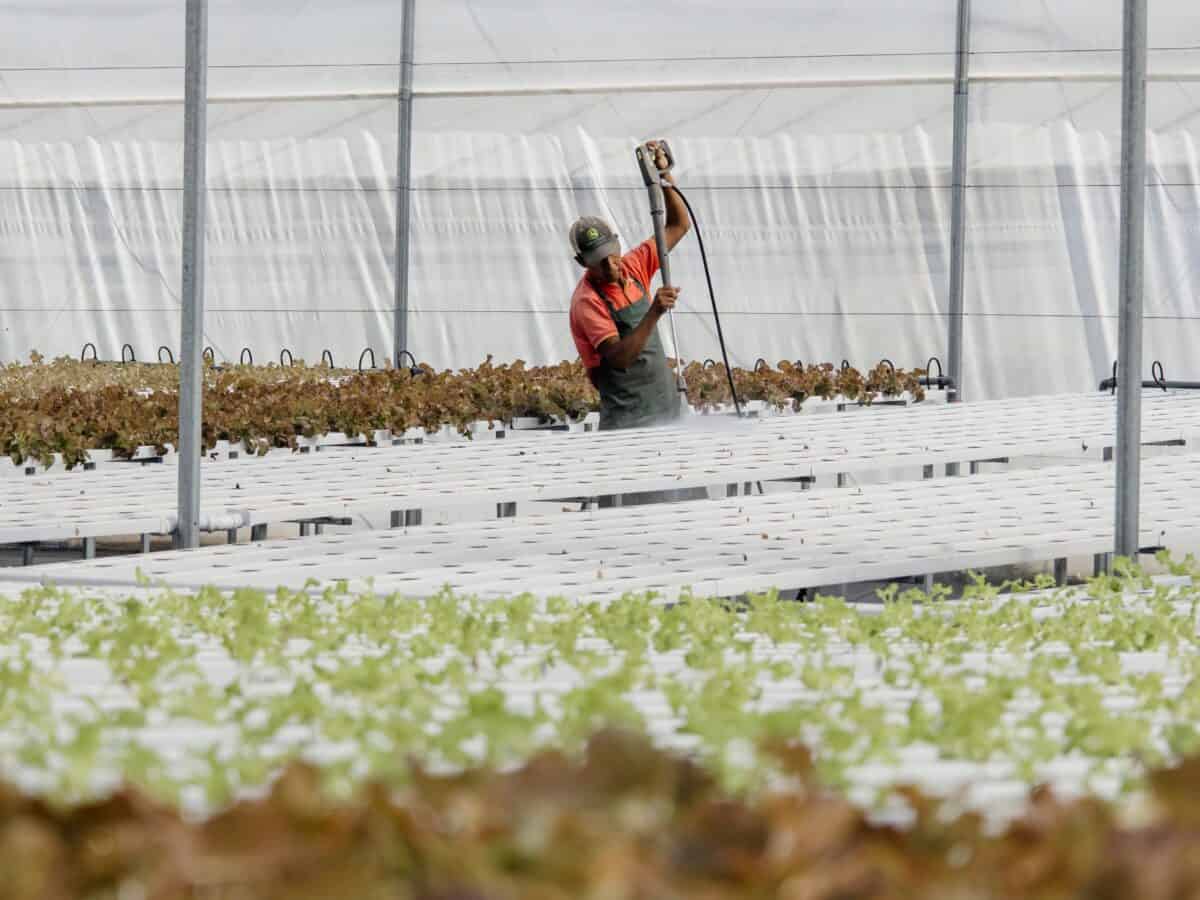 El Municipio impulsa la producción hidropónica como modelo sostenible