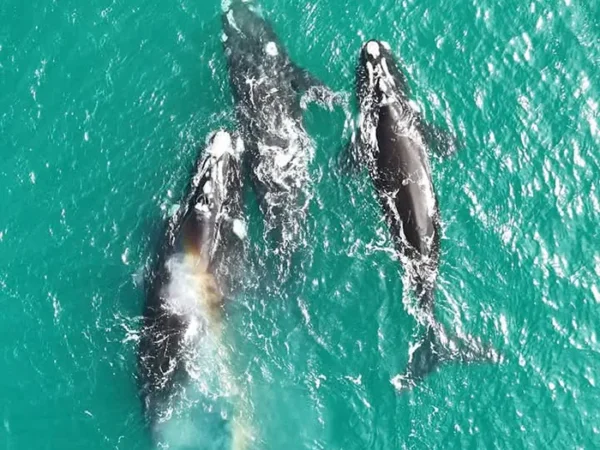 Cuando el mar respira cerca, ballenas en la costa bonaerense