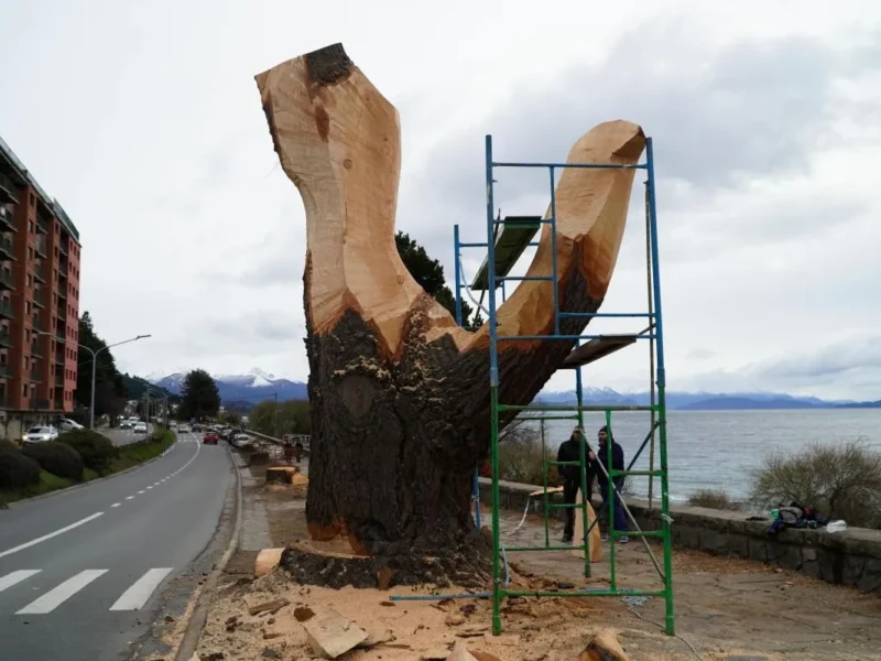 Motosierra, marketing y un decreto unipersonal: detrás de la tala de los pinos históricos de Bariloche