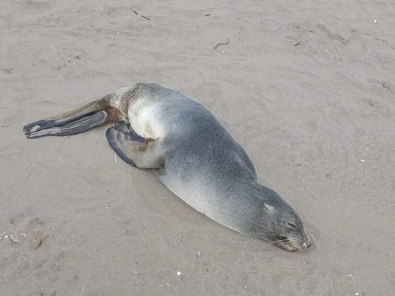 Piden no acercarse a un lobo marino herido que apareció en la playa del Provincial