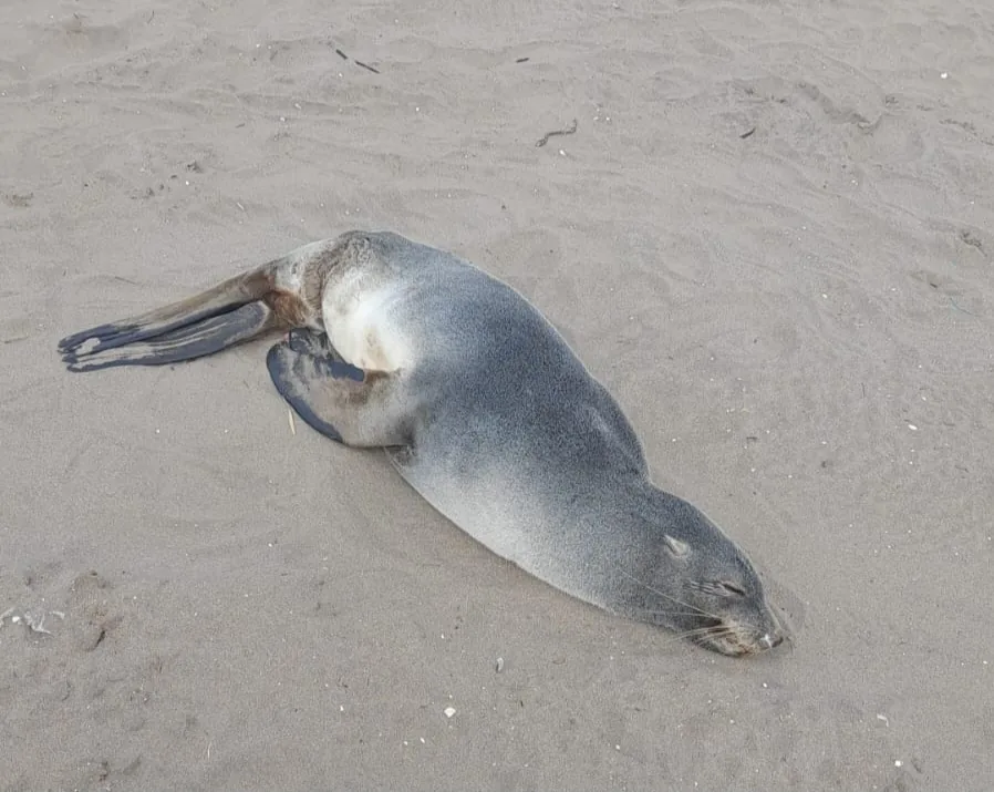 Piden no acercarse a un lobo marino herido que apareció en la playa del Provincial