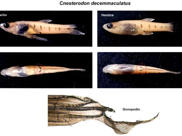 Especialistas marplatenses descubren una nueva especie de pez