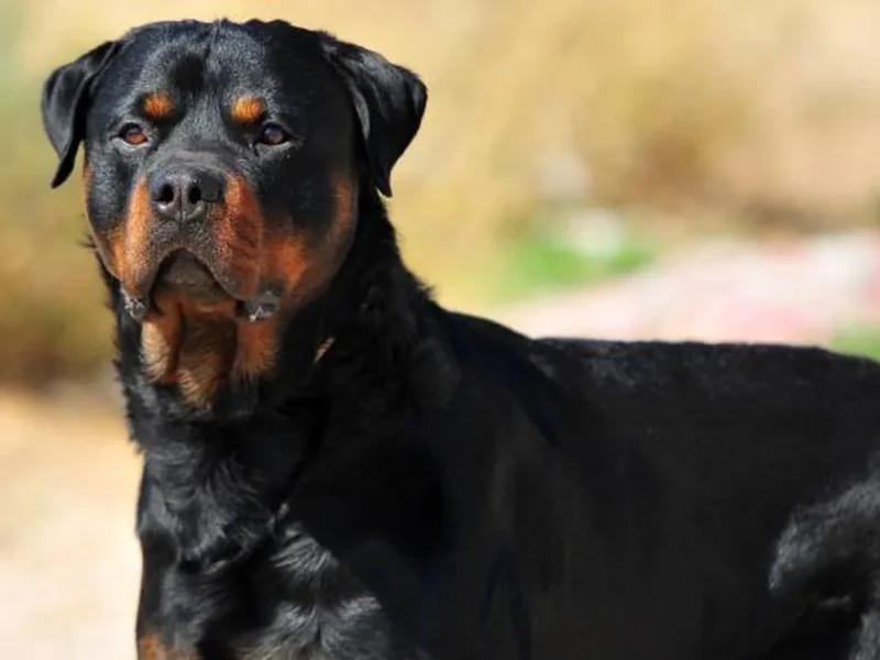 Buscan cámaras y testigos tras el brutal ataque de un perro a una mujer en el barrio Punta Mogotes